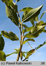 Salix myrsinifolia (wierzba czarniawa)