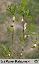 Salix myrsinifolia (wierzba czarniawa)