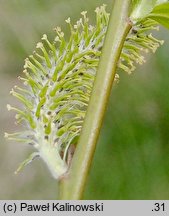 Salix myrsinifolia (wierzba czarniawa)