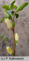 Salix myrsinifolia (wierzba czarniawa)