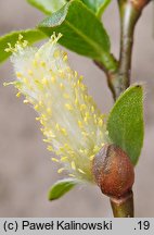 Salix myrsinifolia (wierzba czarniawa)