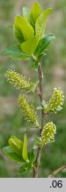 Salix myrsinifolia (wierzba czarniawa)