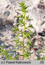 Salsola kali ssp. kali (solanka kolczysta typowa)