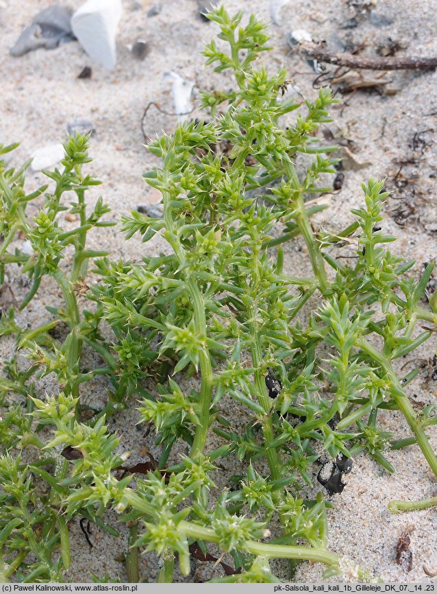 Salsola kali ssp. kali (solanka kolczysta typowa)