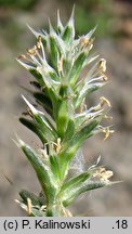 Salsola kali ssp. ruthenica (solanka kolczysta ruska)