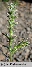 Salsola kali ssp. ruthenica (solanka kolczysta ruska)
