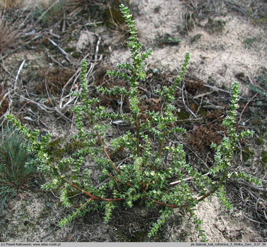 Salsola kali ssp. ruthenica (solanka kolczysta ruska)