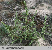 Salsola kali ssp. ruthenica (solanka kolczysta ruska)