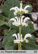 Salvia argentea (szałwia srebrzysta)