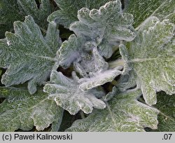 Salvia argentea (szałwia srebrzysta)