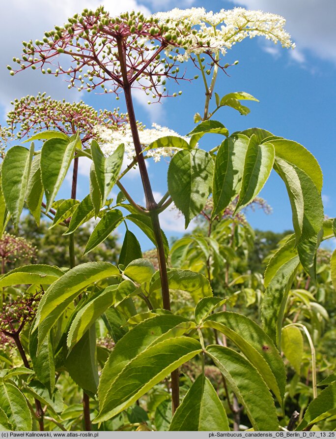 Sambucus canadensis (bez kanadyjski)