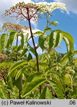 Sambucus canadensis (bez kanadyjski)