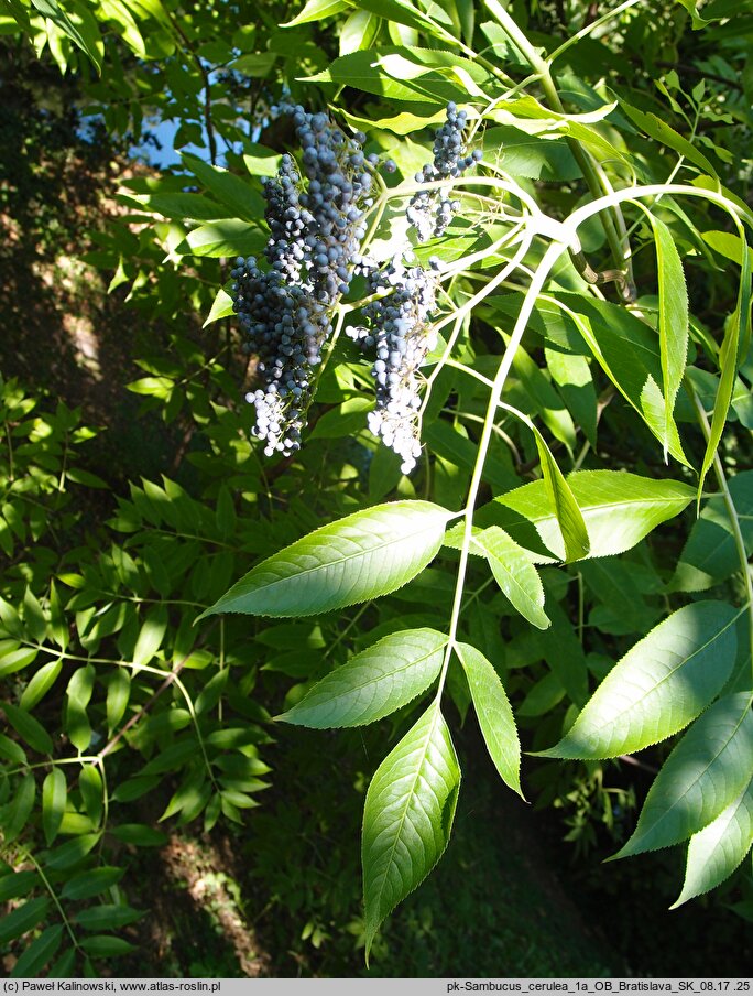 Sambucus cerulea