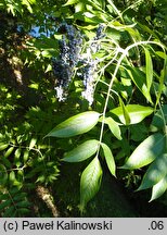 Sambucus cerulea