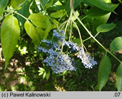 Sambucus cerulea