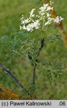 Sambucus nigra Laciniata