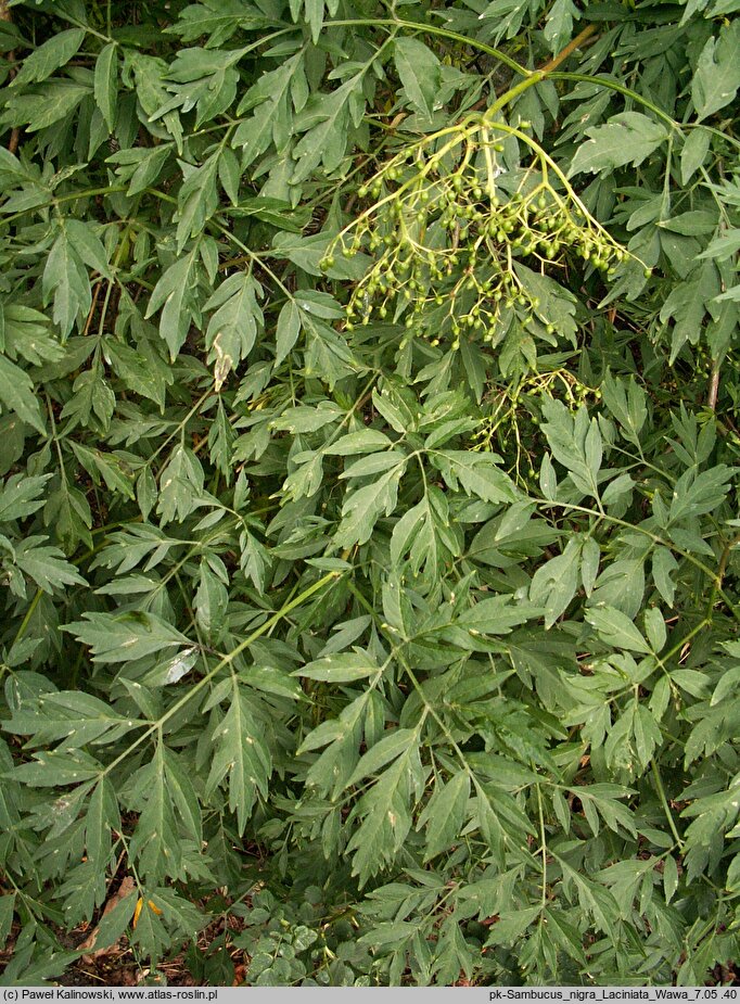 Sambucus nigra Laciniata