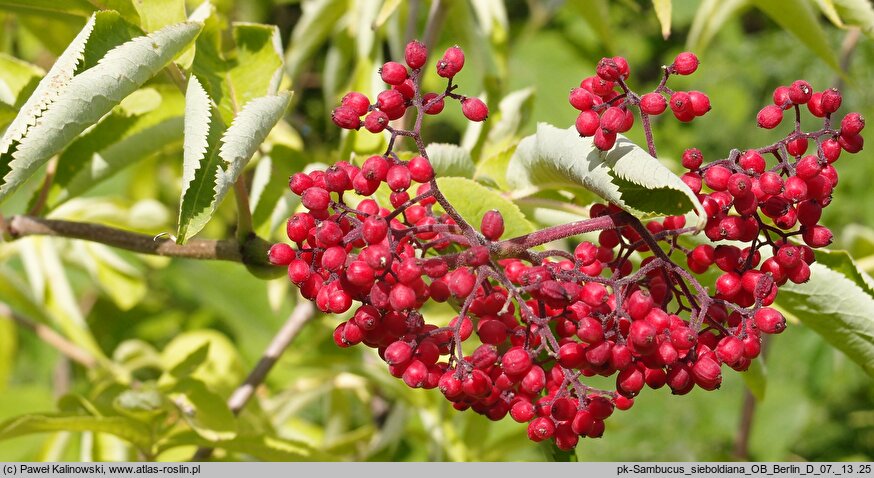 Sambucus sieboldiana (bez Siebolda)