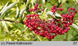 Sambucus sieboldiana (bez Siebolda)