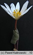 Sanguinaria canadensis (sangwinaria kanadyjska)