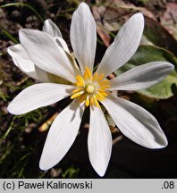 Sanguinaria canadensis (sangwinaria kanadyjska)