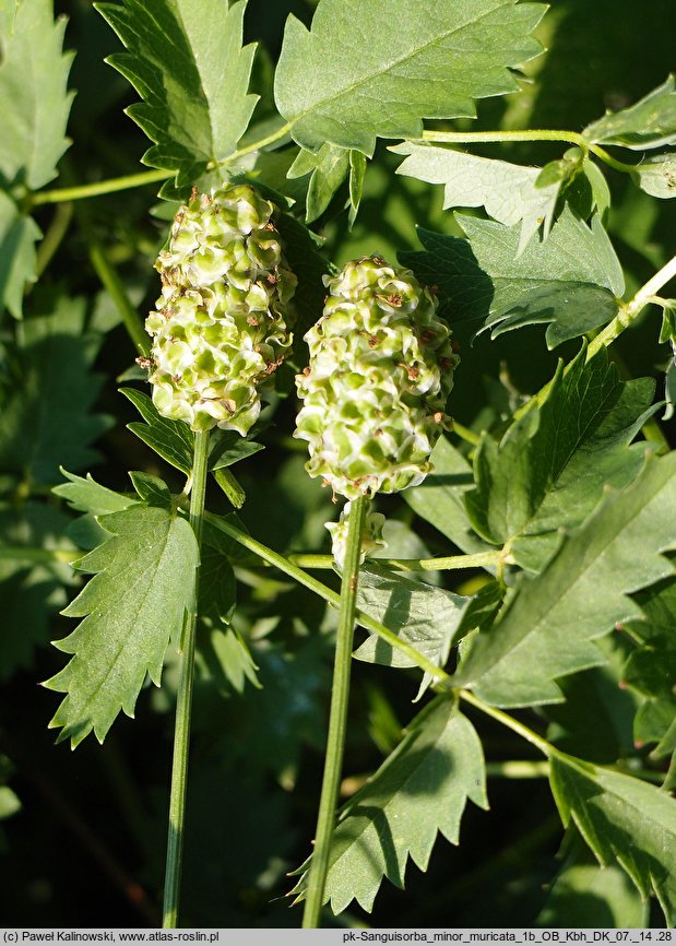 Sanguisorba muricata (krwiściąg średni)