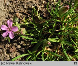 Saponaria ×olivana (mydlnica oliwska)