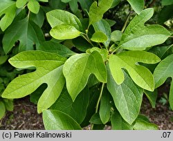 Sassafras albidum (sasafras lekarski)