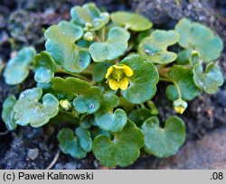 Saxifraga huetiana