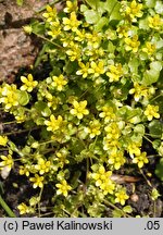 Saxifraga huetiana