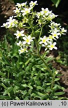 Saxifraga hostii (skalnica Hosta)