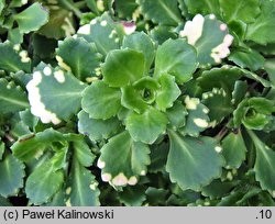 Saxifraga ×urbium Variegata