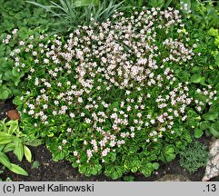 Saxifraga ×urbium Variegata