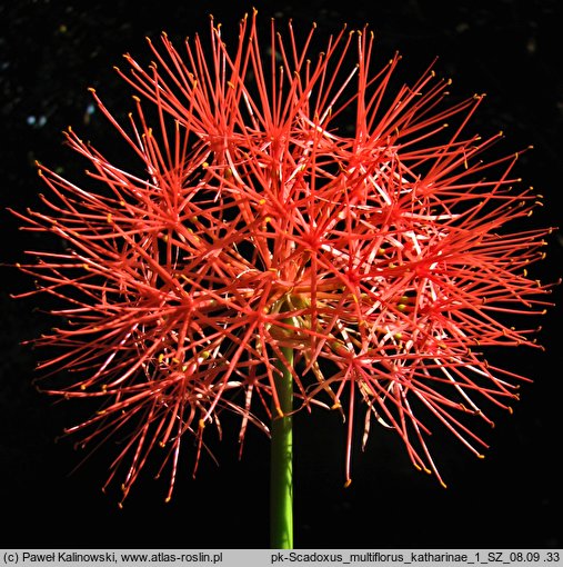 Scadoxus multiflorus ssp. katharinae (krasnokwiat Katarzyny)