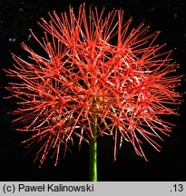 Scadoxus multiflorus ssp. katharinae (krasnokwiat Katarzyny)