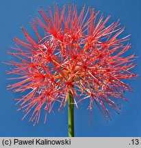 Scadoxus multiflorus ssp. katharinae (krasnokwiat Katarzyny)