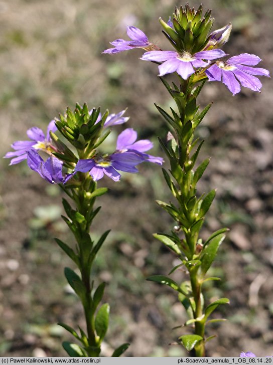 Scaevola aemula (scewola)