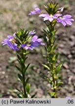 Scaevola aemula (scewola)