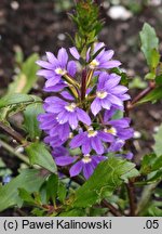 Scaevola aemula (scewola)