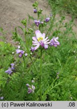 Schizanthus pinnatus (motylek pierzasty)