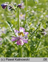 Schizanthus pinnatus (motylek pierzasty)