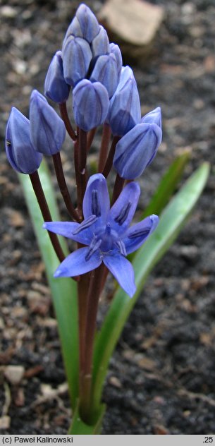 Scilla bifolia ssp. buekkensis