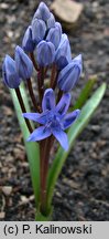 Scilla bifolia ssp. buekkensis