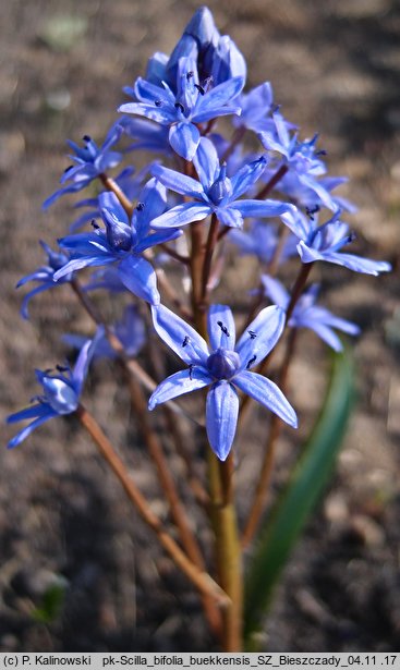 Scilla bifolia ssp. buekkensis