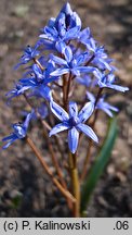 Scilla bifolia ssp. buekkensis