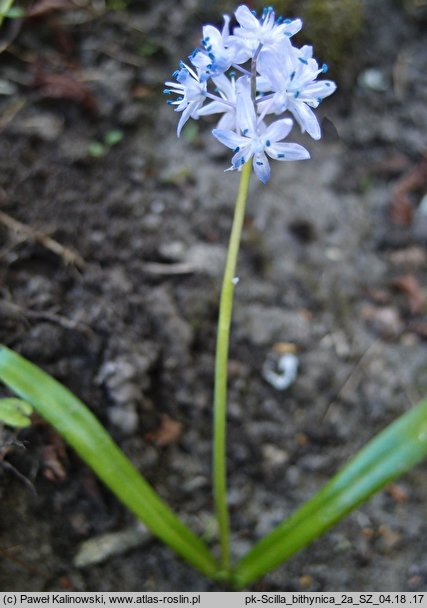 Scilla bithynica