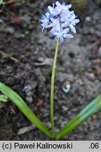 Scilla bithynica