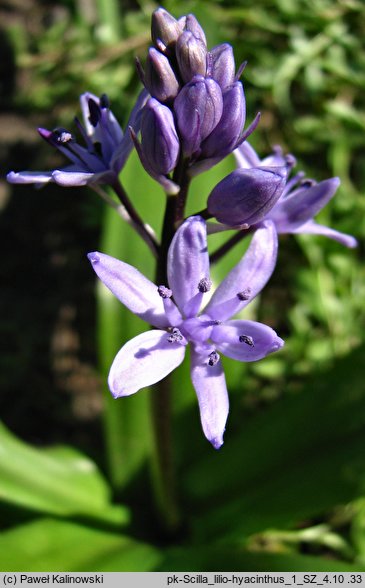 Scilla lilio-hyacinthus