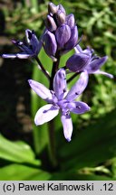 Scilla lilio-hyacinthus