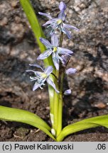 Scilla mesopotamica